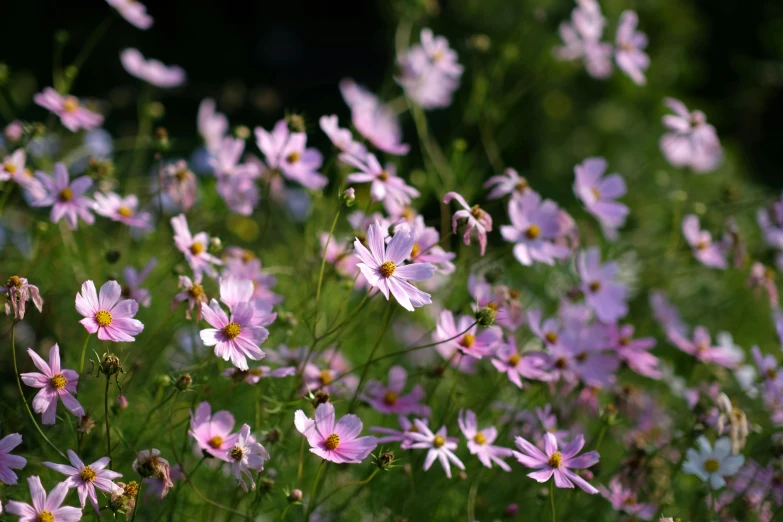 large field of various kinds of flowers and greenery