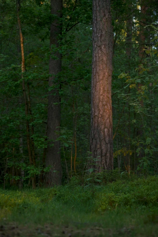 there is a tall tree in the woods