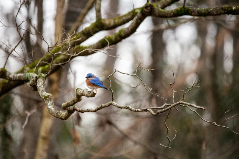 a bird on a tree limb in a forest