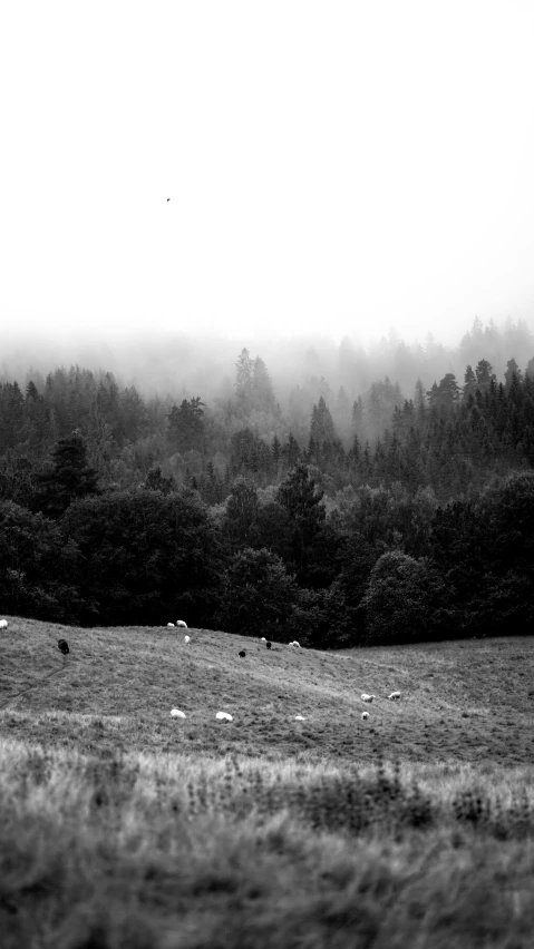 sheep grazing in a field as the fog rolls in