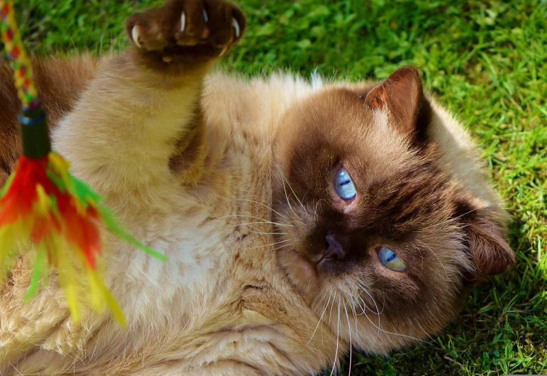 there is a brown cat with blue eyes on the ground