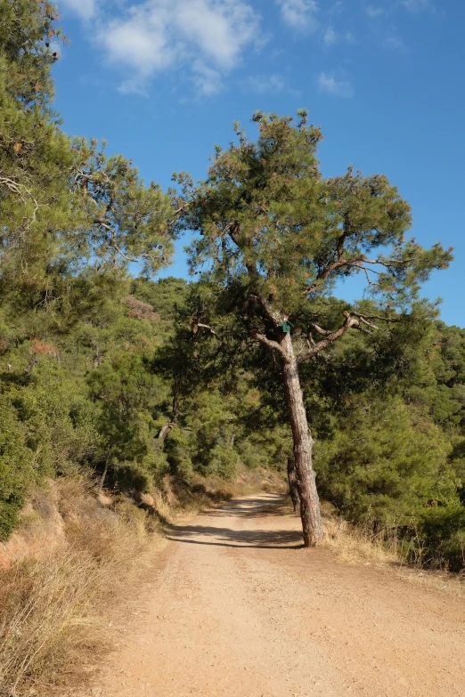 an image of the landscape of a wilderness setting