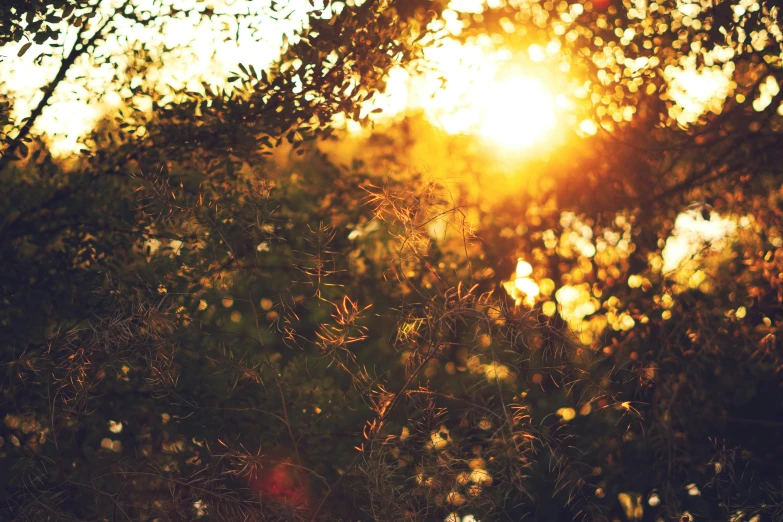 a sunny view through some trees with the sun shining in the distance