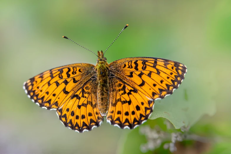 a bright orange and white erfly with black details on wings