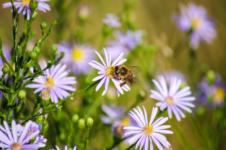 a honey bee on some flowers and one is in the air