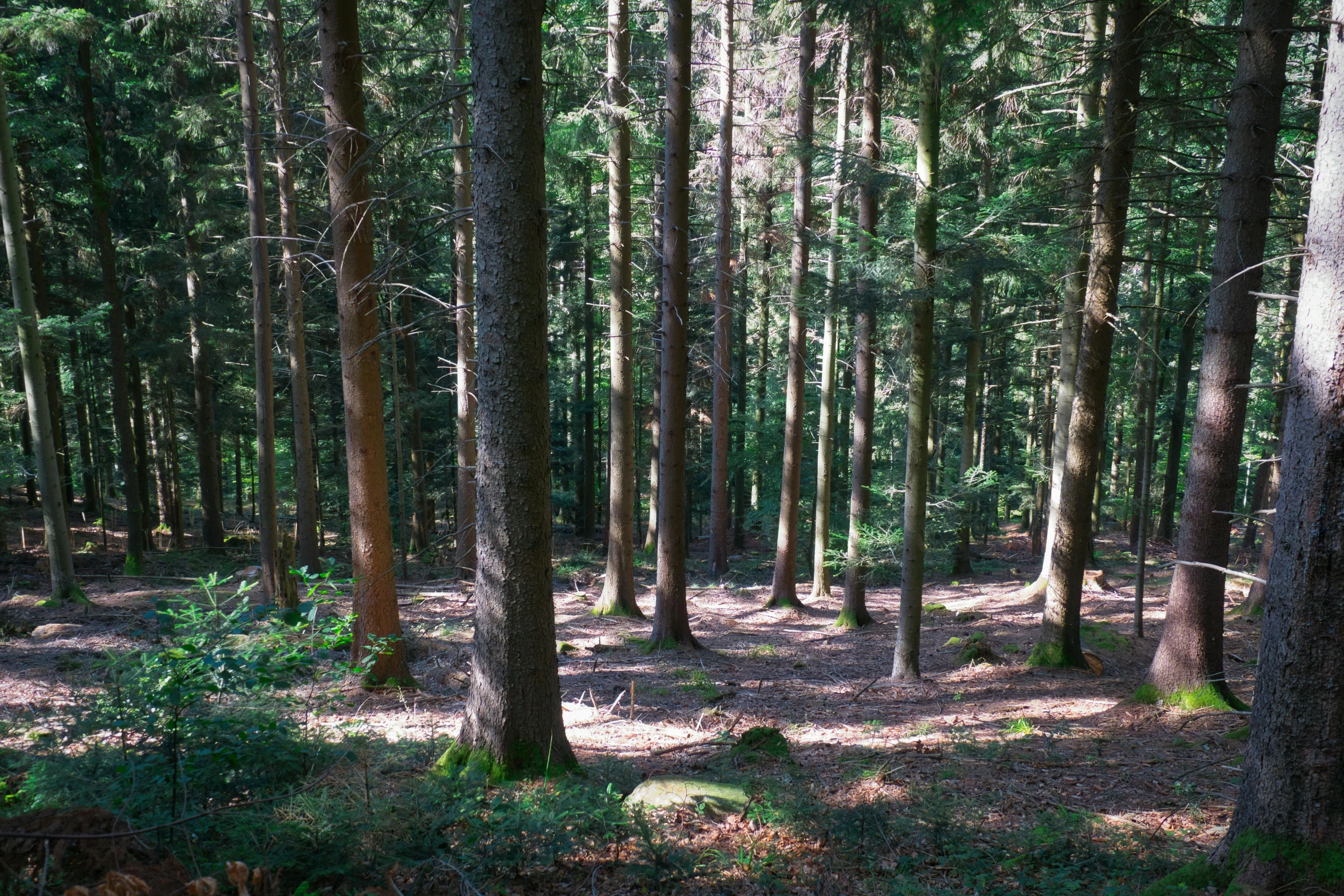 large stand of trees in a wooded area