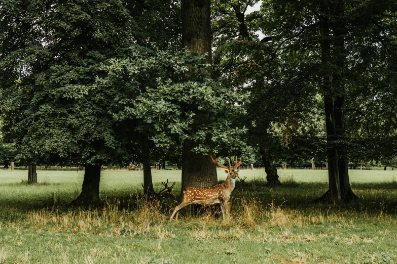 a small deer standing in a grass area between two trees