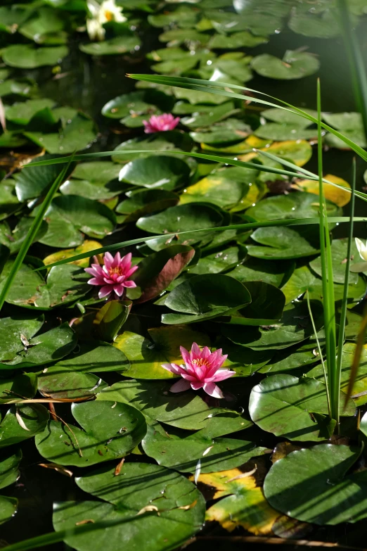 lily pads and water lillies in a pond