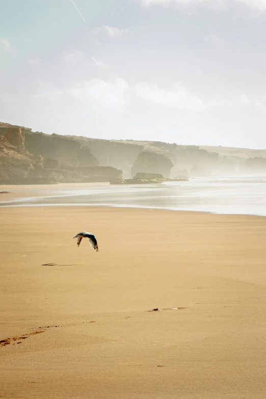 two birds flying low over a sandy beach