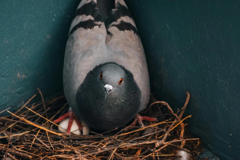 a bird's head laying down in the nest of its bed