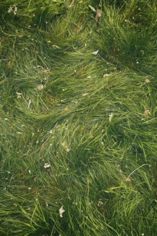 a green lawn with grass and leaves on it