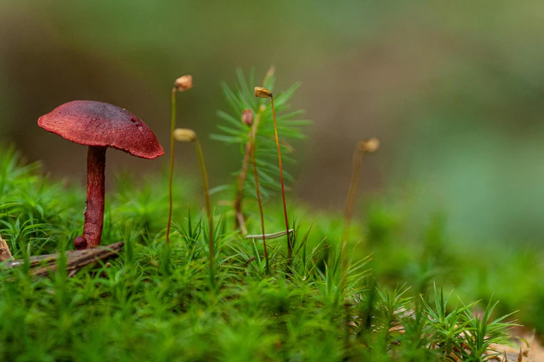 there is a red mushroom growing on the moss