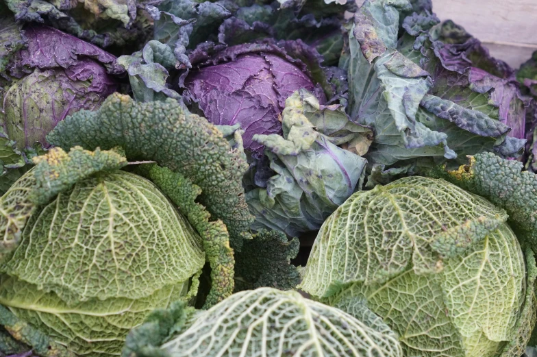 different kinds of cabbage gathered in piles together