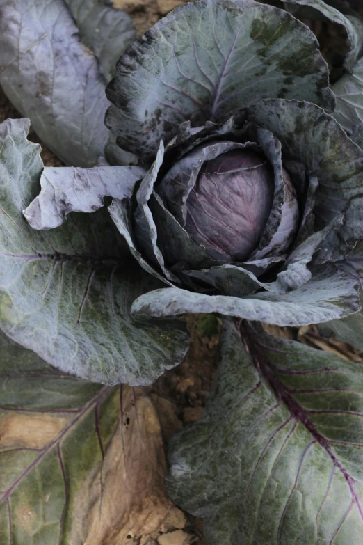 a large purple leafy plant in full bloom