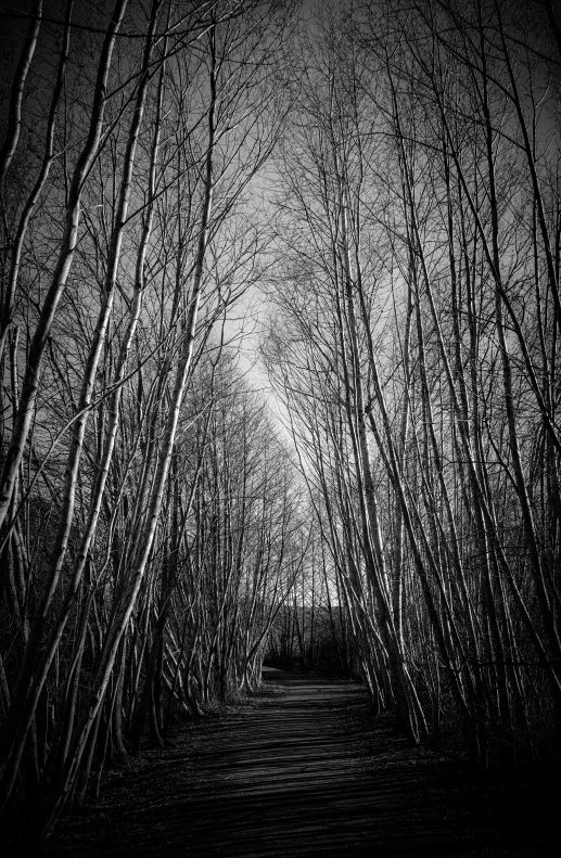 a group of trees and benches in a forest