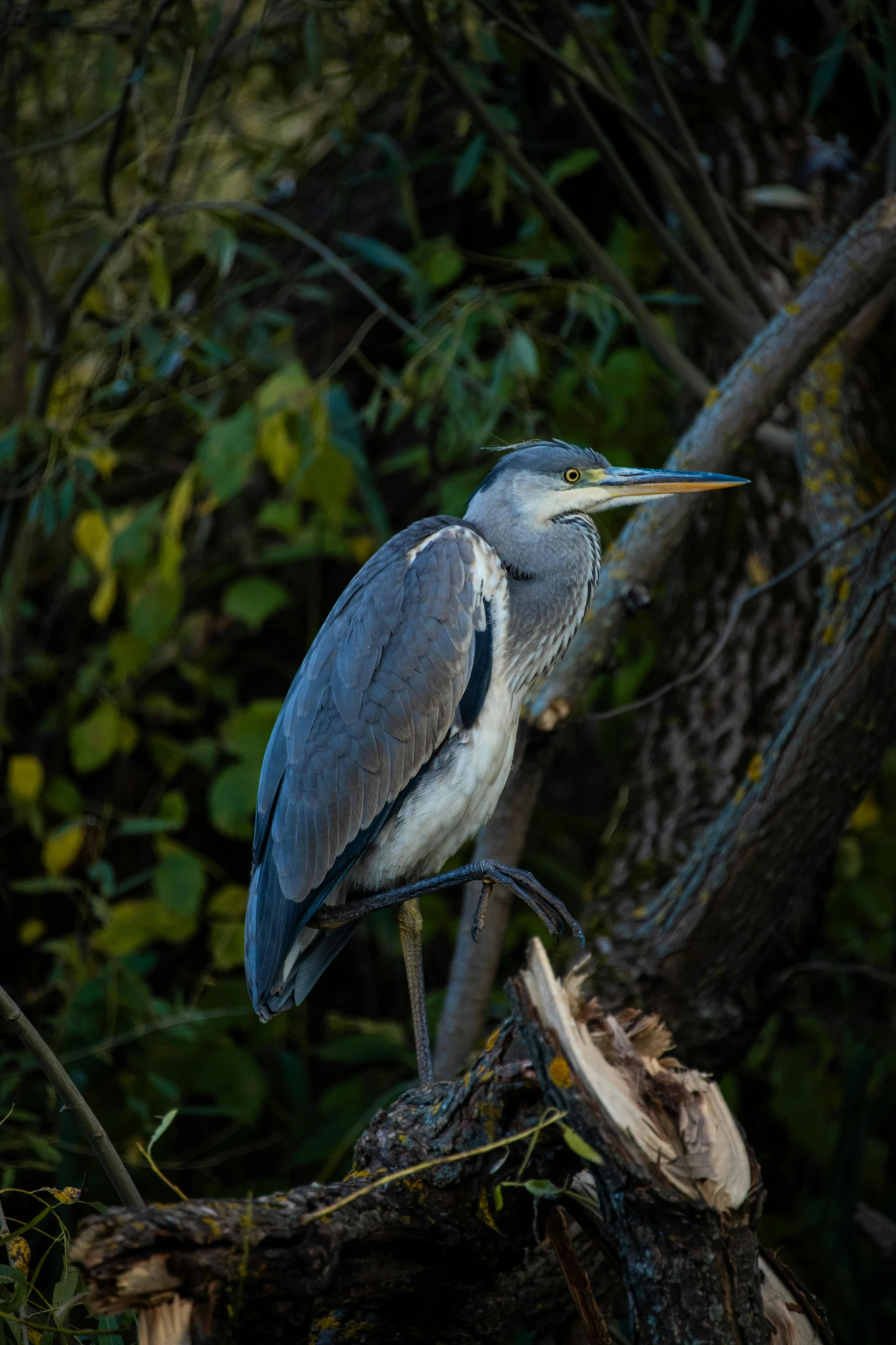 a close up of a bird sitting on a tree nch