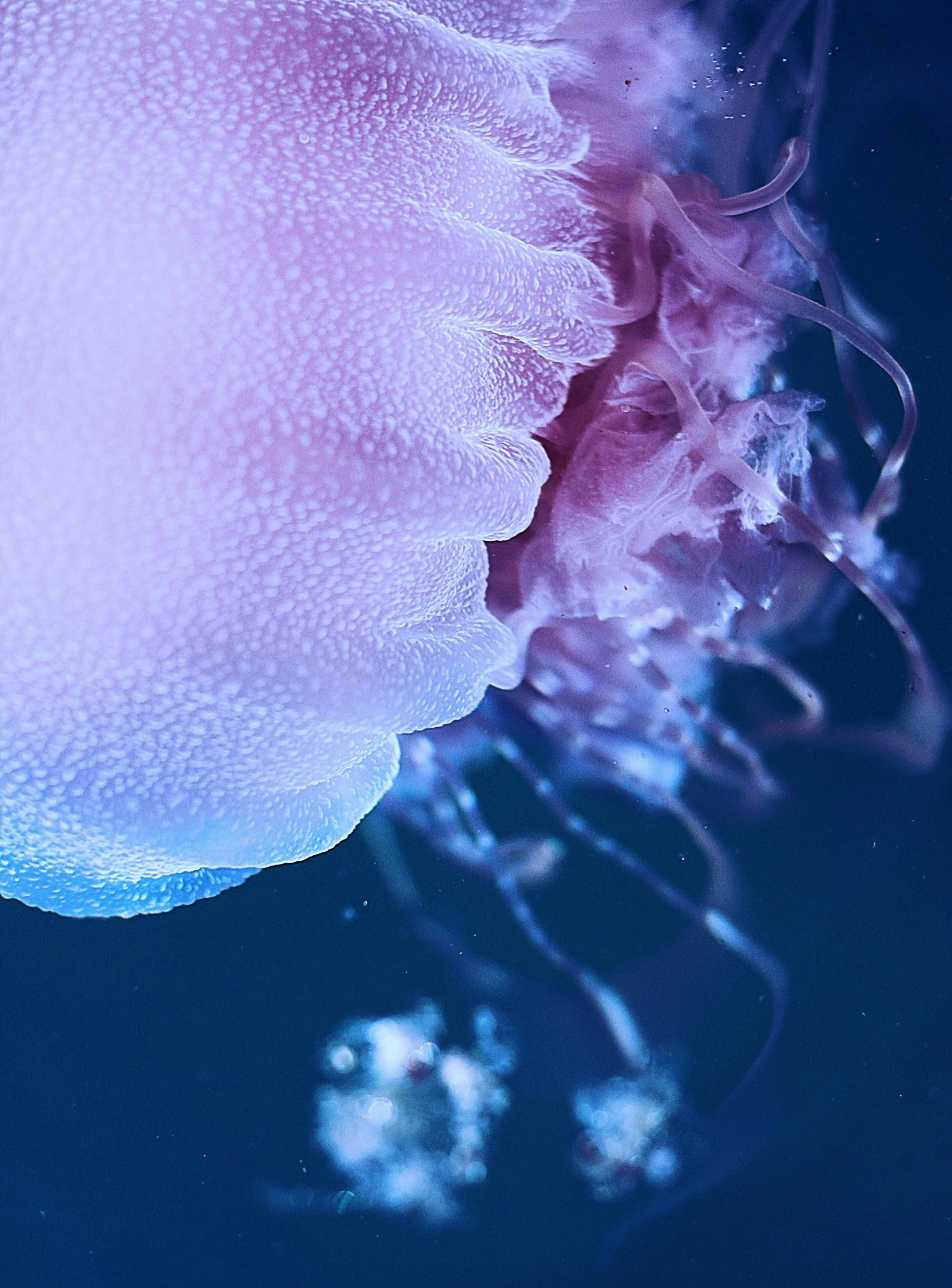 close up of the underside of a jellyfish