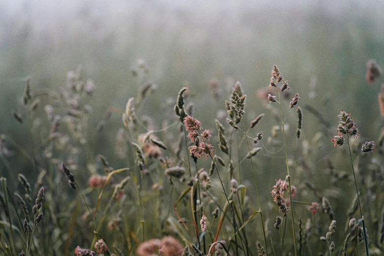 some brown flowers some grass and water