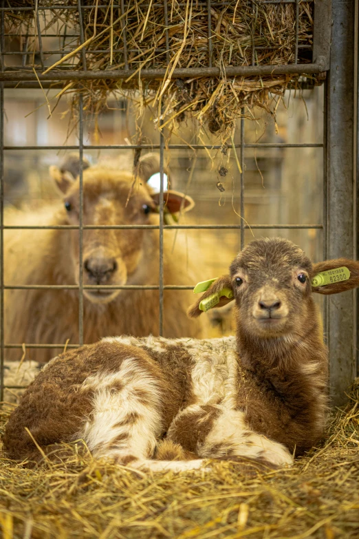 two brown and white sheep in an enclosure