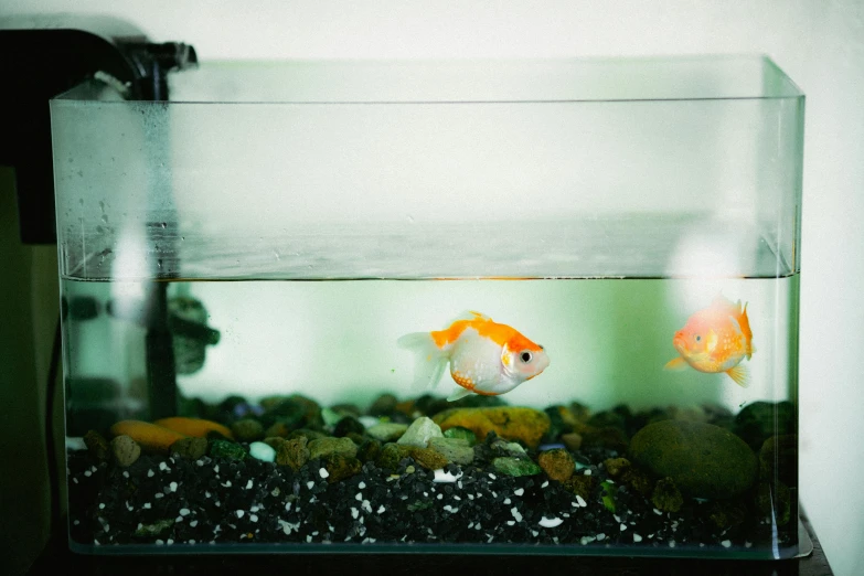 two goldfish sitting on top of rocks in an aquarium