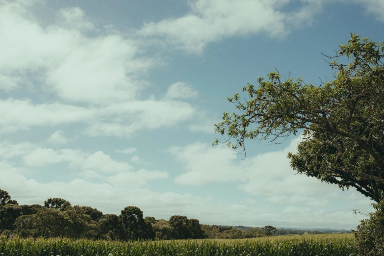 two cows in a field under a cloudy blue sky