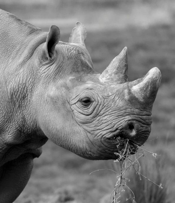 black and white po of rhino eating grass