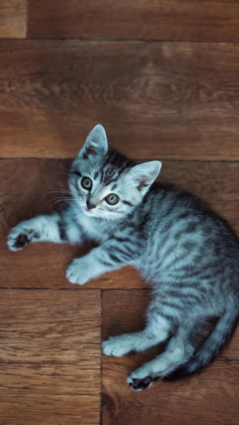 small grey kitten laying on wooden floor with eyes wide open