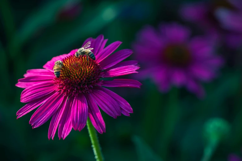 the bee is resting on the purple flower