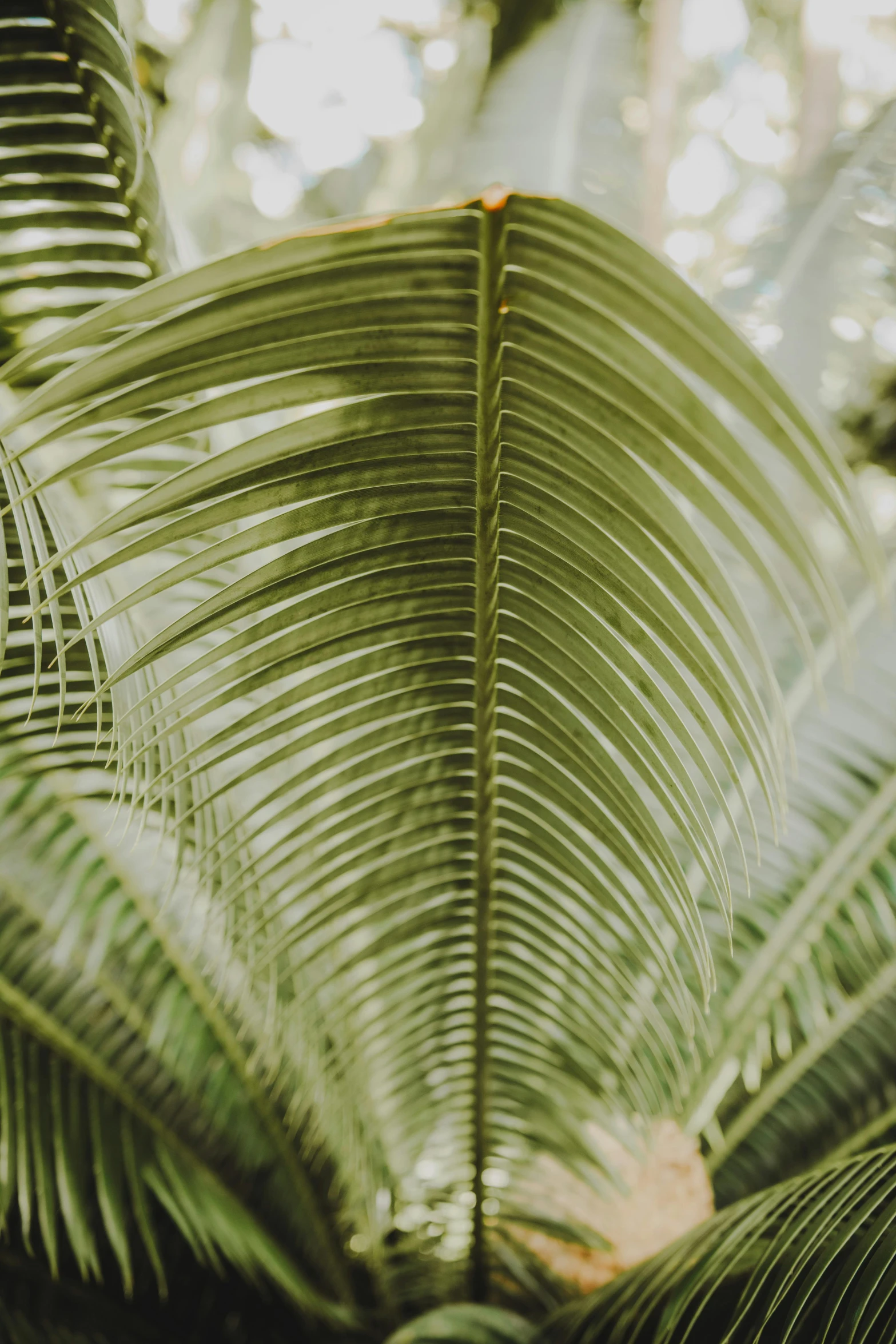 the leaves on the plant in the sunlight