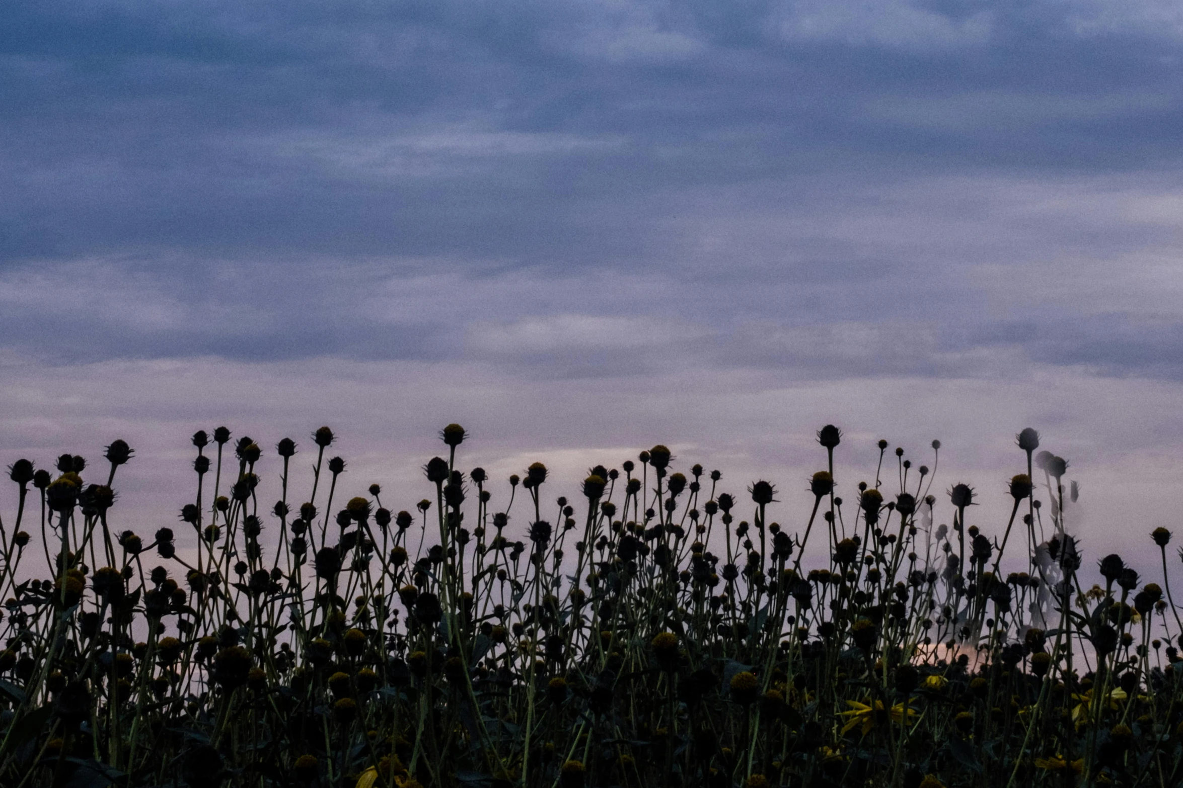 silhouettes of flowers and blue sky in the background