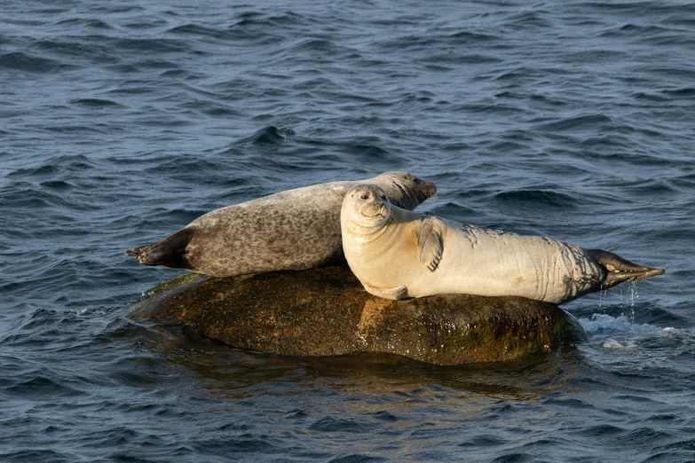 two seals on an island with grey sea foamy water