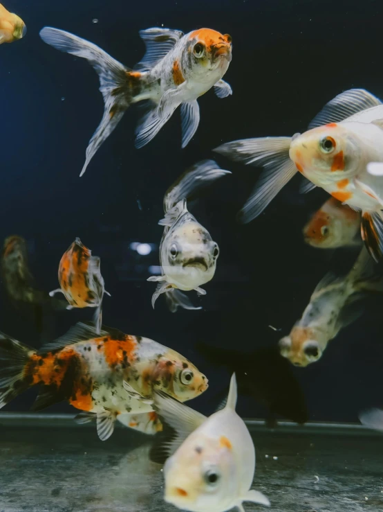 a bunch of fish are swimming in a big tank