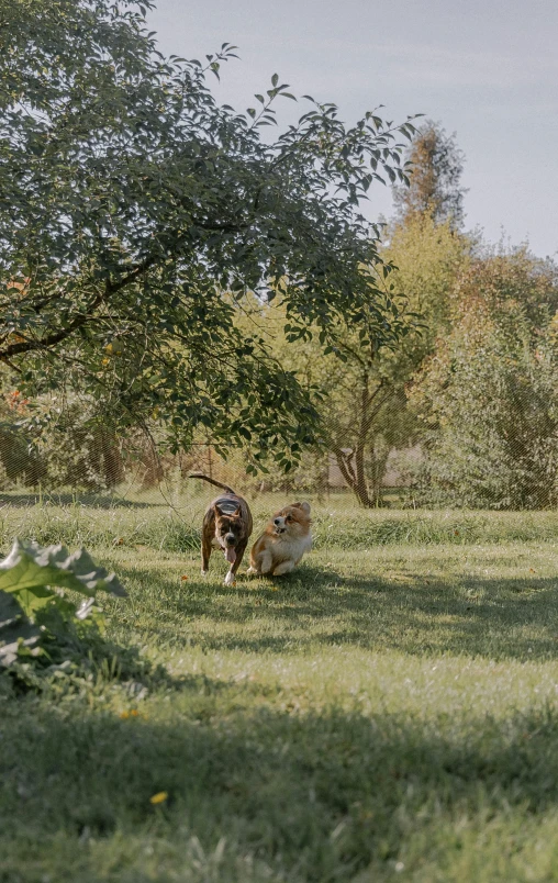 a couple of dogs in the grass near a tree