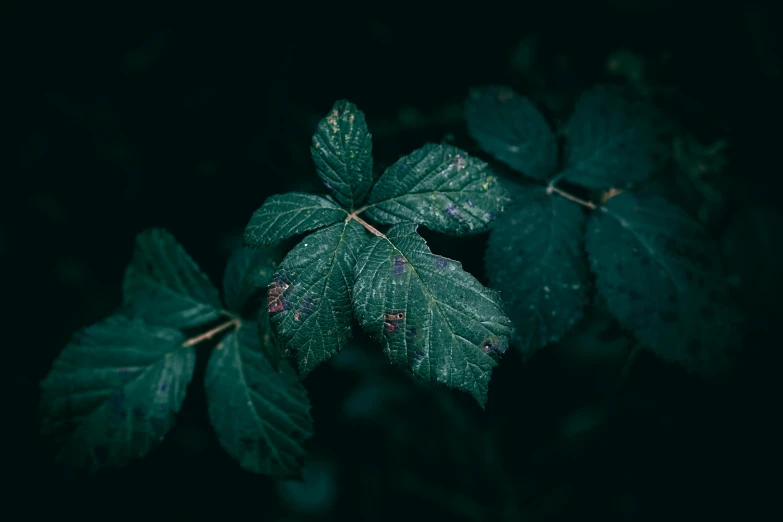 leaves with drops of water on them, are shown