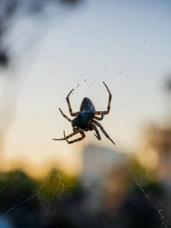 the large spider has caught another prey in the web