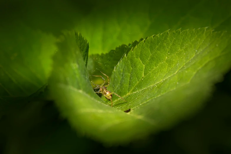 the spider is crawling in the leaves of the plant