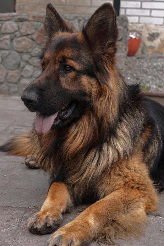 a long haired german shepherd sits in front of a wall