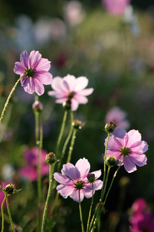 a bunch of pretty purple flowers in the wind