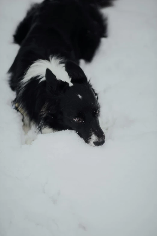 a black and white dog laying in the snow