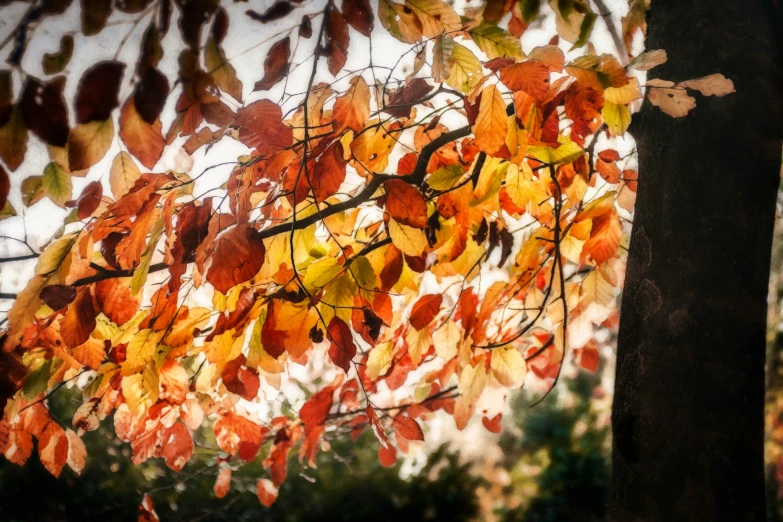 orange, yellow, and green leaves against a gray background