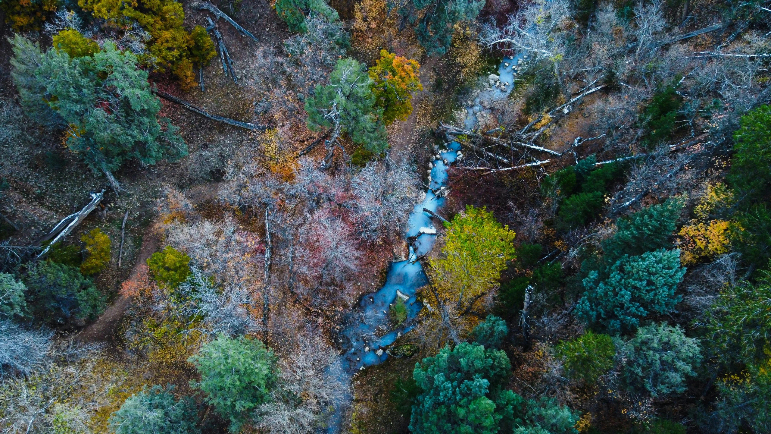 an aerial view of some trees and water