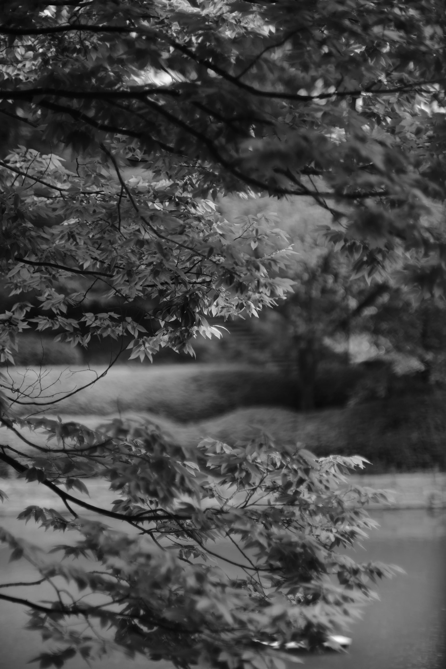 a bench sitting under a tree near a pond