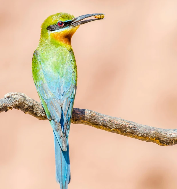 this is an image of a small bird on a tree nch