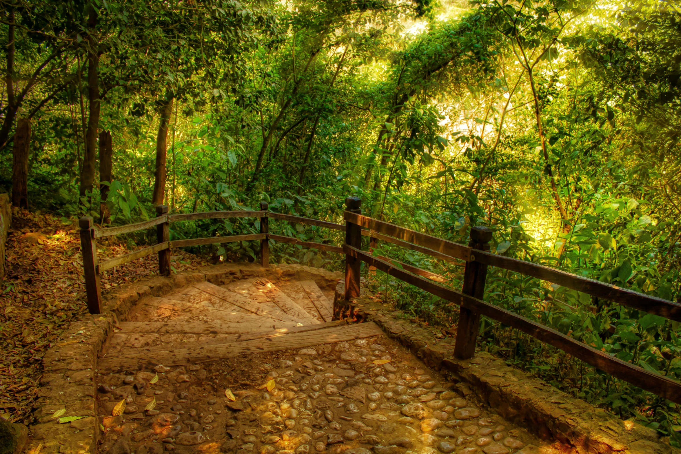 stairs leading into the woods and trees