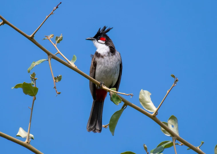 a bird sitting in a tree next to leaves