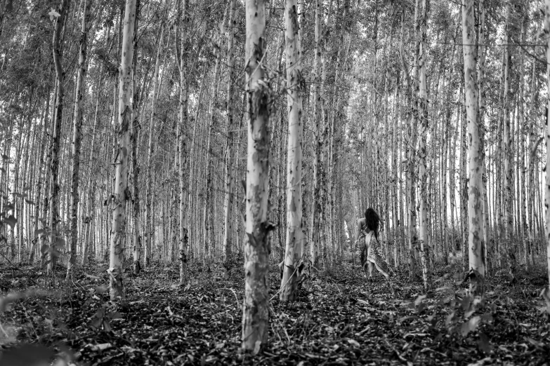 a person in a forest of trees next to each other