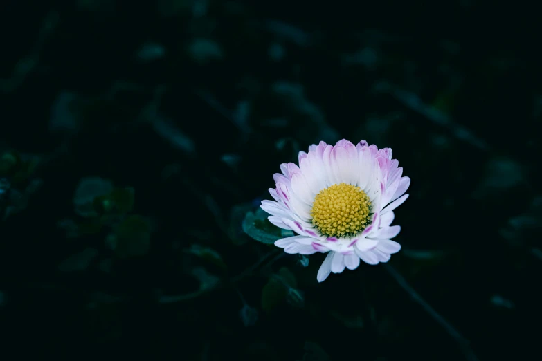 close up of a flower on the ground