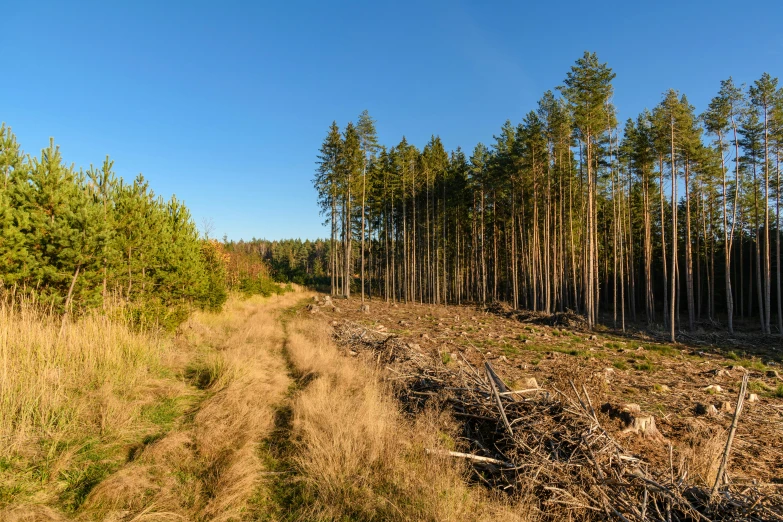 a dirt path next to a forest