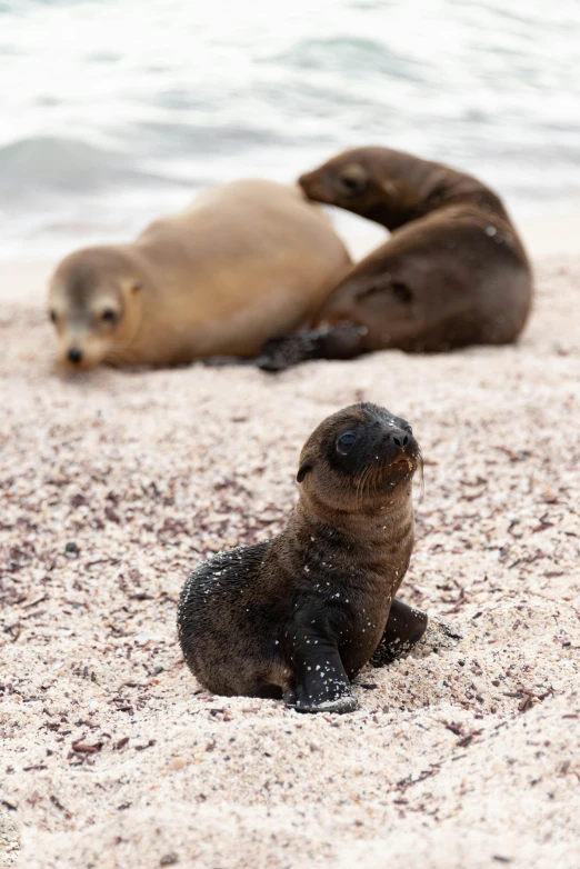 three sea lions lay on a sandy beach next to the ocean