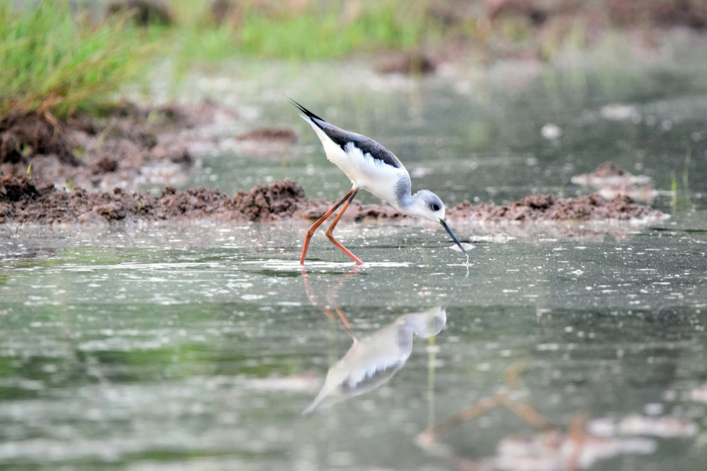 a small bird is standing in the water